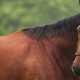 Illustration for article titled Overconfident Big Brown Parties All Night Before Belmont Stakes